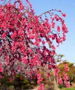 Brighter Blooms Crimson Cascade Weeping Peach Tree