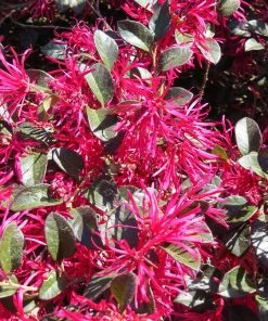 Brighter Blooms Crimson Fire™ Loropetalum 7 Brighter Blooms Crimson Fire™ Loropetalum