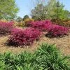 Brighter Blooms Crimson Fire™ Loropetalum