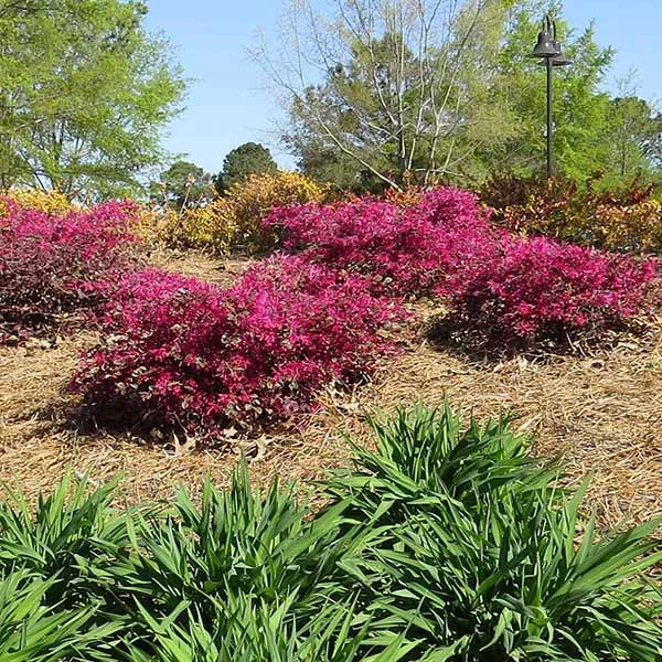 Brighter Blooms Crimson Fire™ Loropetalum 1 Brighter Blooms Crimson Fire™ Loropetalum
