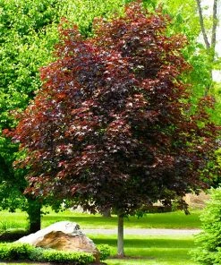 Brighter Blooms Crimson King Maple Tree Shade Trees