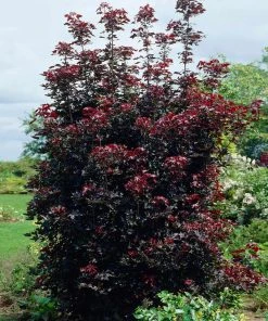 Brighter Blooms Shade Trees Crimson Sentry Norway Maple Tree