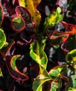 Brighter Blooms House & Patio Mammy' Croton Plant