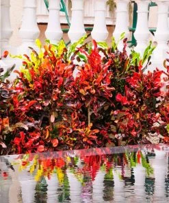 Brighter Blooms House & Patio Mammy' Croton Plant