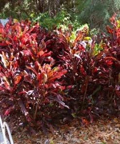 Brighter Blooms House & Patio Mammy' Croton Plant