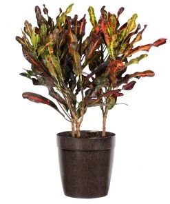 Brighter Blooms House & Patio Mammy' Croton Plant