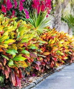 Brighter Blooms Croton Plant 12 Brighter Blooms Croton Plant