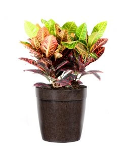 Brighter Blooms Croton Plant 14 Brighter Blooms Croton Plant