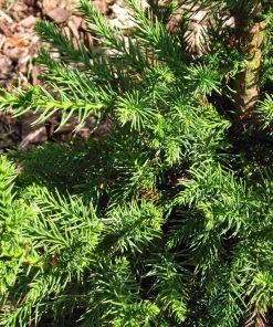Brighter Blooms Black Dragon Cryptomeria Evergreen & Privacy