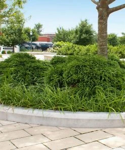 Brighter Blooms Cryptomeria 'Globosa Nana' Evergreen & Privacy