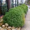 Brighter Blooms Cryptomeria 'Globosa Nana' Evergreen & Privacy