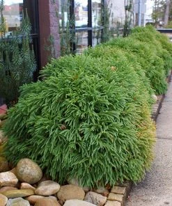 Brighter Blooms Cryptomeria 'Globosa Nana' Evergreen & Privacy