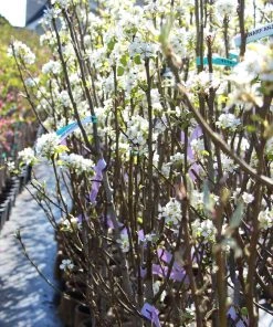 Brighter Blooms D'Anjou Pear Tree Pear Trees 10 Brighter Blooms D'Anjou Pear Tree Pear Trees