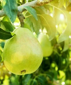 Brighter Blooms D'Anjou Pear Tree Pear Trees 8 Brighter Blooms D'Anjou Pear Tree Pear Trees