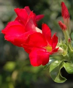 Brighter Blooms Desert Rose Adenium Shrub