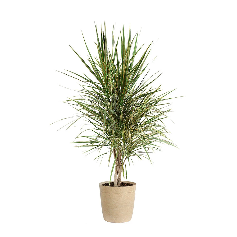 Brighter Blooms Bi-Color Dracaena Plant House & Patio 11 Brighter Blooms Bi-Color Dracaena Plant House & Patio