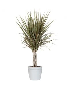 Brighter Blooms Bi-Color Dracaena Plant House & Patio 15 Brighter Blooms Bi-Color Dracaena Plant House & Patio
