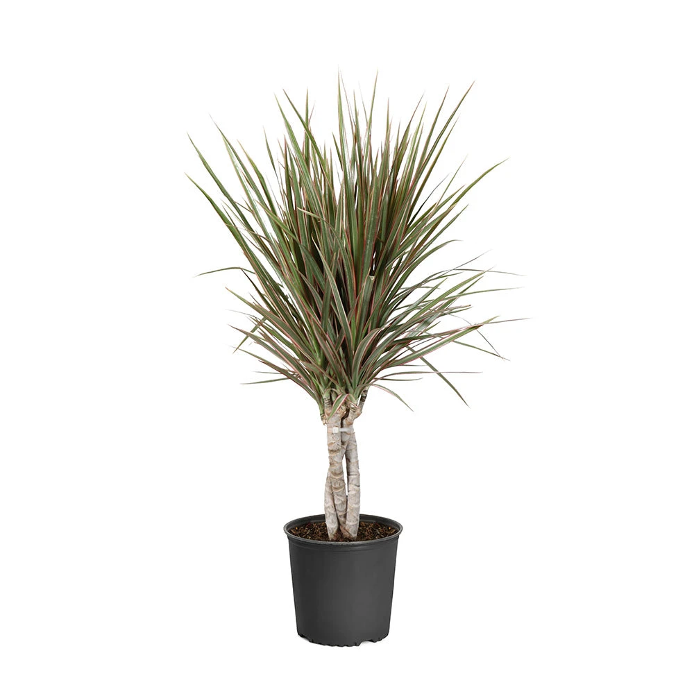 Brighter Blooms Bi-Color Dracaena Plant House & Patio 6 Brighter Blooms Bi-Color Dracaena Plant House & Patio