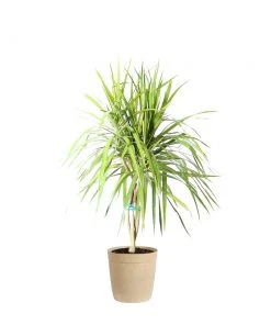 Brighter Blooms House & Patio Braided Madagascar Dragon Tree