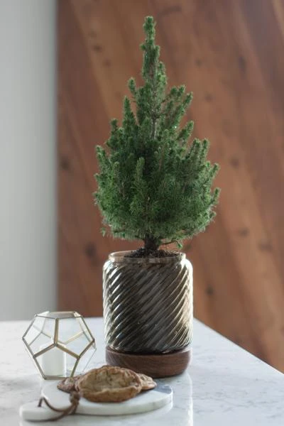 Brighter Blooms Dwarf Alberta Spruce Gift Plant Shrubs & Hedges 2 Brighter Blooms Dwarf Alberta Spruce Gift Plant Shrubs & Hedges