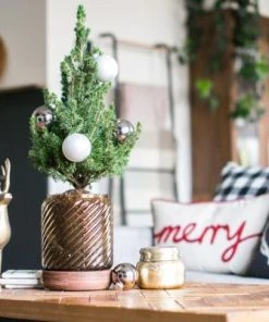 Brighter Blooms Dwarf Alberta Spruce Gift Plant Shrubs & Hedges 6 Brighter Blooms Dwarf Alberta Spruce Gift Plant Shrubs & Hedges