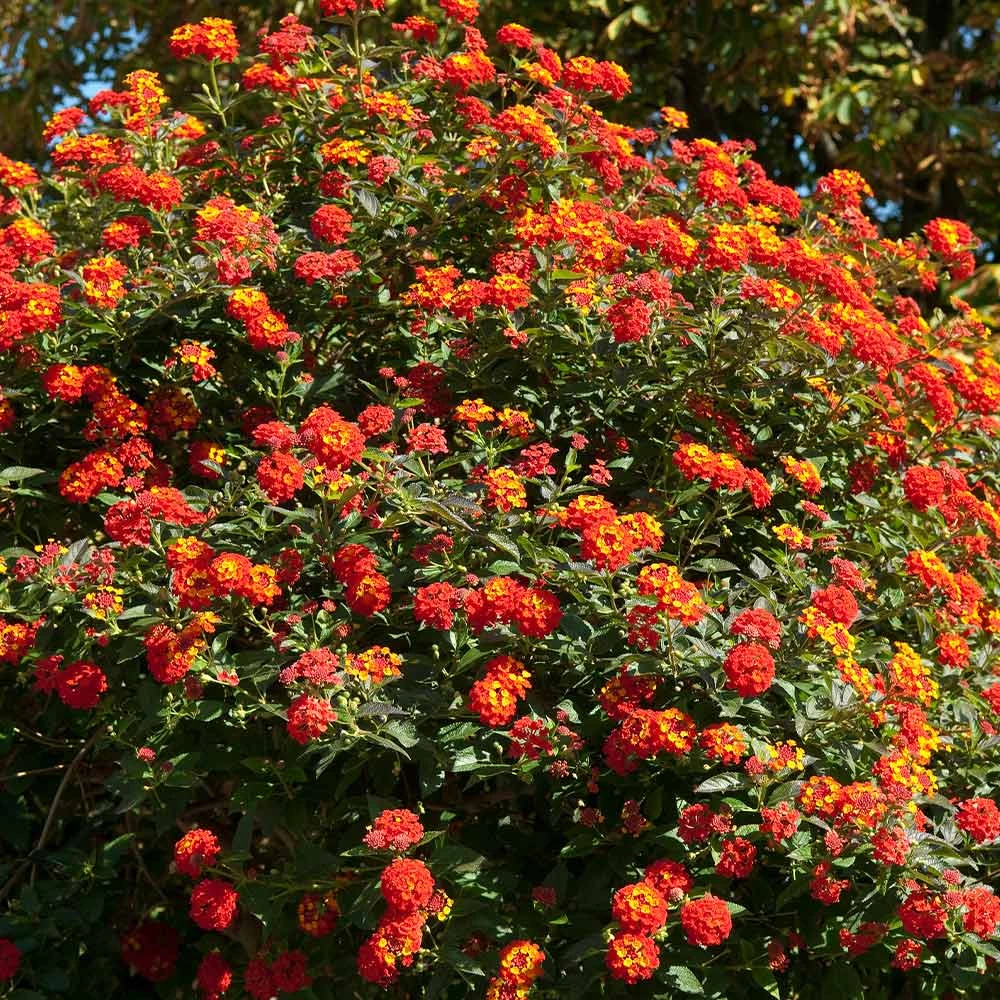 Brighter Blooms Perennials Dallas Red Lantana 4 Brighter Blooms Perennials Dallas Red Lantana