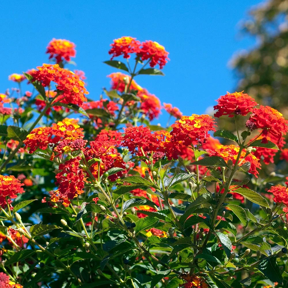 Brighter Blooms Perennials Dallas Red Lantana 2 Brighter Blooms Perennials Dallas Red Lantana