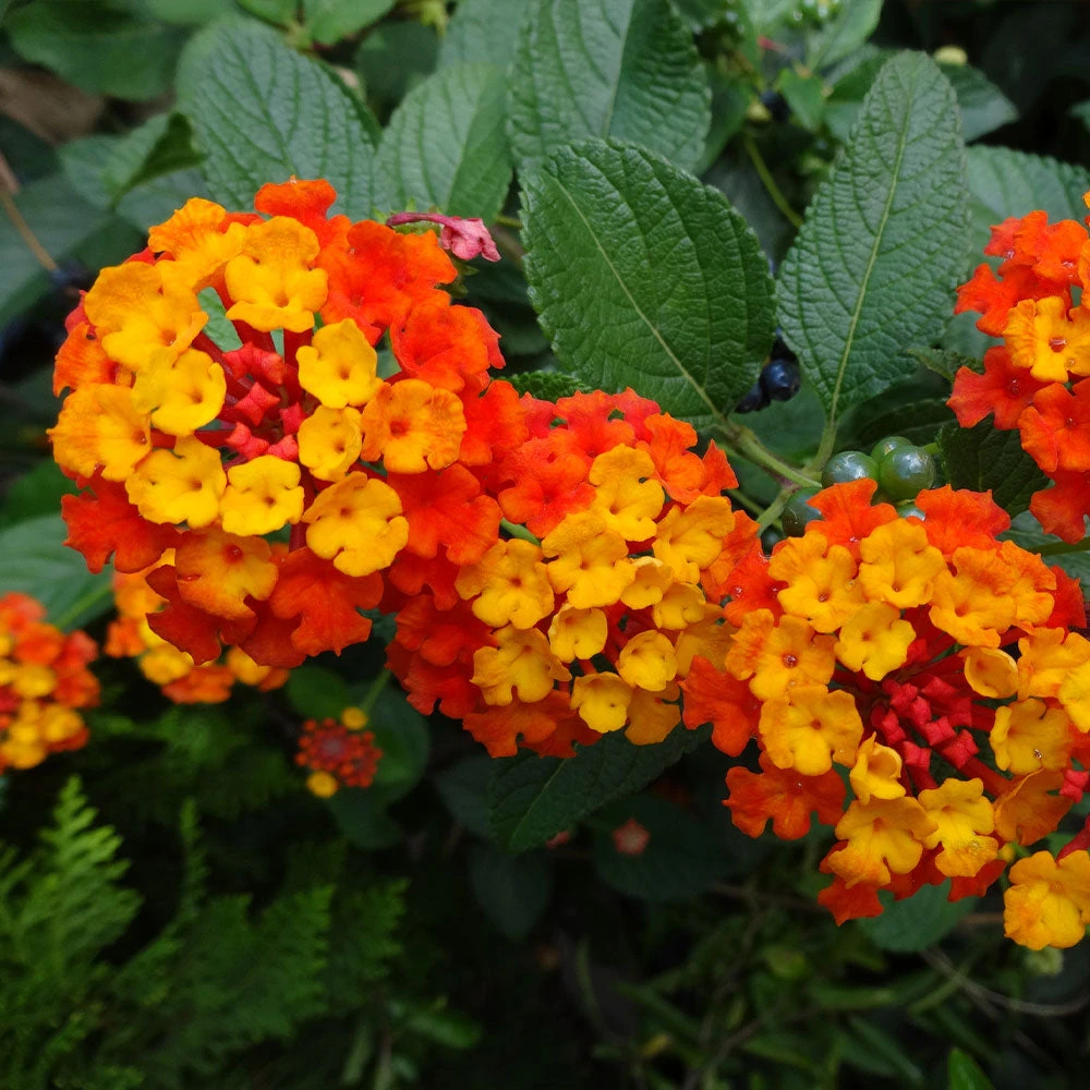 Brighter Blooms Perennials Dallas Red Lantana 5 Brighter Blooms Perennials Dallas Red Lantana