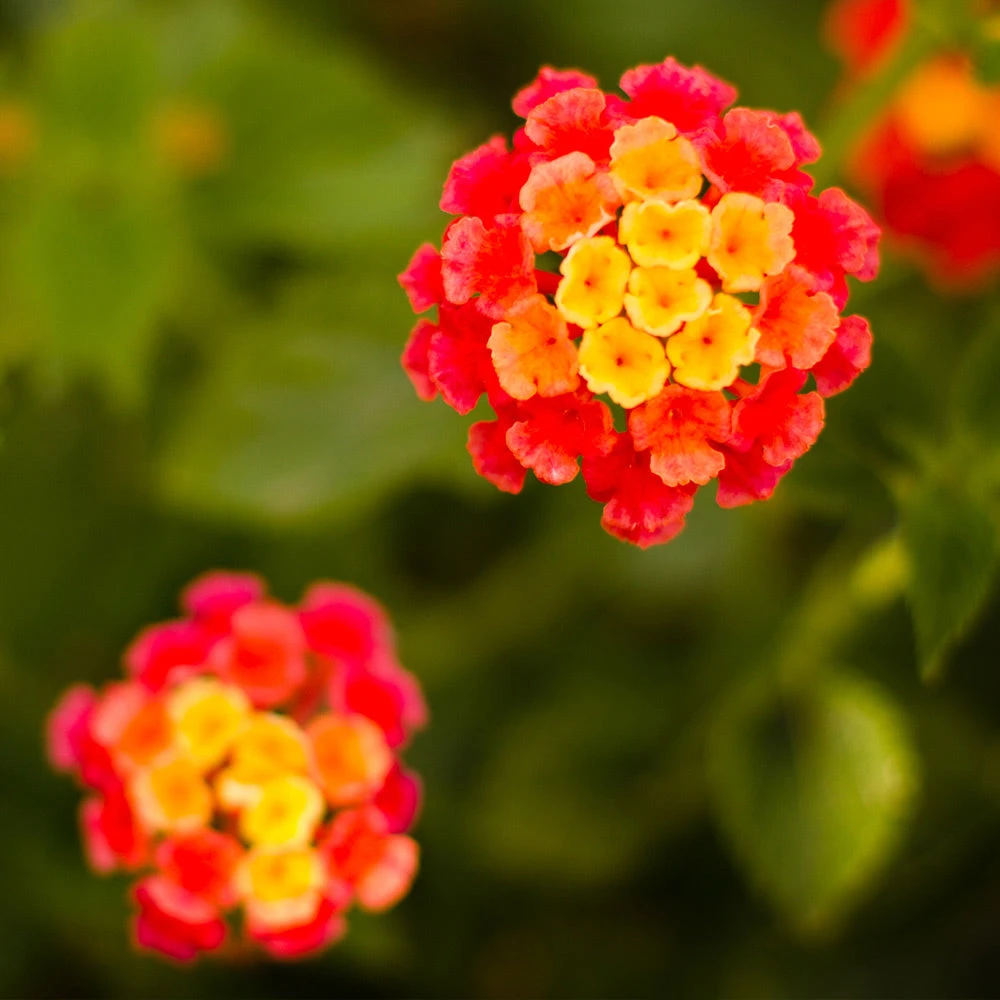 Brighter Blooms Perennials Dallas Red Lantana 3 Brighter Blooms Perennials Dallas Red Lantana