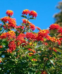 Brighter Blooms Perennials Dallas Red Lantana