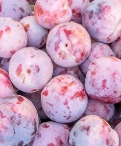 Brighter Blooms Dapple Dandy Pluot Tree Fruit Trees