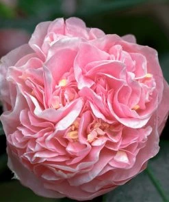 Brighter Blooms Shrubs & Hedges Debutante Camellia Shrub