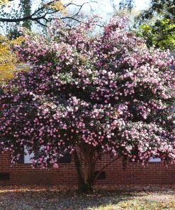 Brighter Blooms Shrubs & Hedges Debutante Camellia Shrub