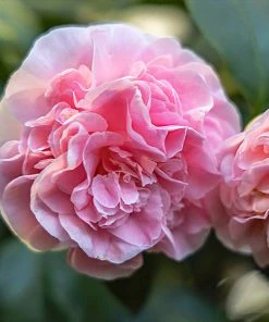Brighter Blooms Shrubs & Hedges Debutante Camellia Shrub