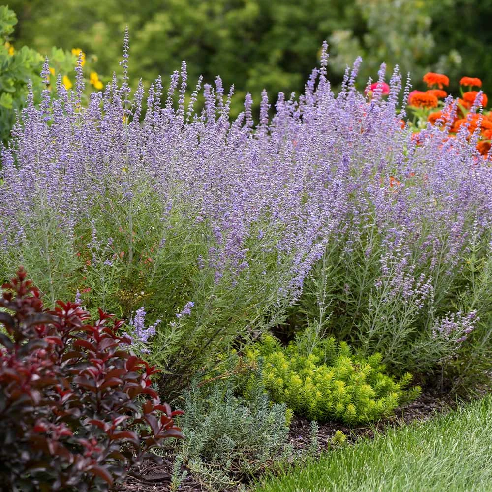 Brighter Blooms Ornamental Grasses Denim 'n Lace Russian Sage 2 Brighter Blooms Ornamental Grasses Denim 'n Lace Russian Sage
