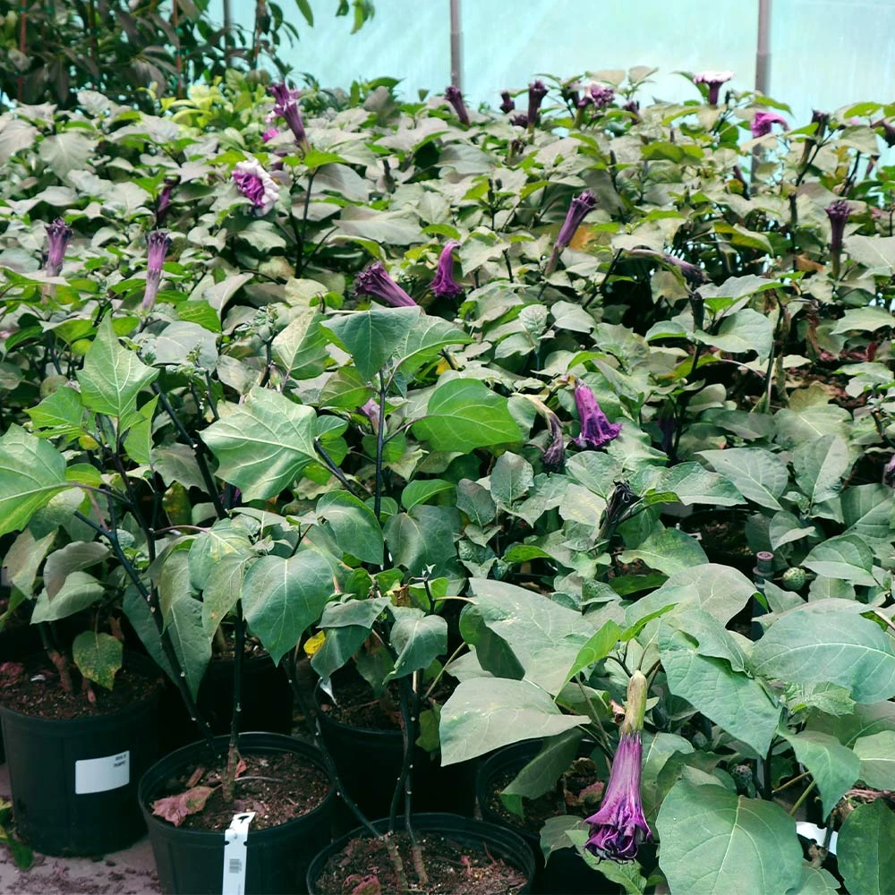 Brighter Blooms Devil's Trumpet Plant Flowering Trees 3 Brighter Blooms Devil's Trumpet Plant Flowering Trees