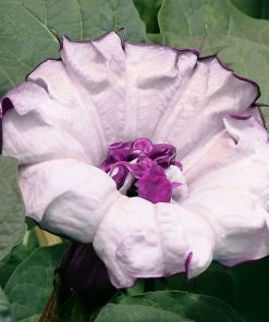 Brighter Blooms Devil's Trumpet Plant Flowering Trees 11 Brighter Blooms Devil's Trumpet Plant Flowering Trees