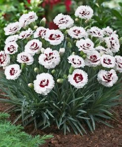 Brighter Blooms Scent First® Coconut Surprise Dianthus Perennials