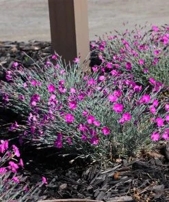 Brighter Blooms Firewitch Dianthus Perennials