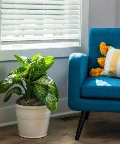 Brighter Blooms Tropic Snow Plant House & Patio 10 Brighter Blooms Tropic Snow Plant House & Patio