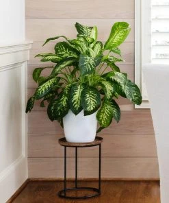 Brighter Blooms Tropic Snow Plant House & Patio 9 Brighter Blooms Tropic Snow Plant House & Patio