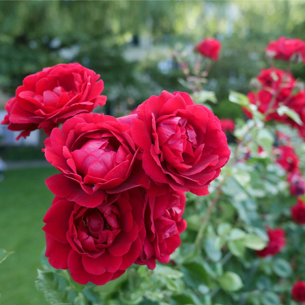 Brighter Blooms Don Juan Rose Roses 3 Brighter Blooms Don Juan Rose Roses