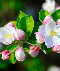 Brighter Blooms Dorsett Golden Apple Tree