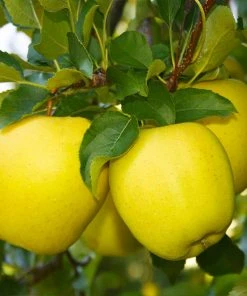 Brighter Blooms Dorsett Golden Apple Tree
