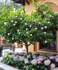 Brighter Blooms Double Blooming Gardenia Tree