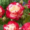 Brighter Blooms Double Delight Rose Tree Roses