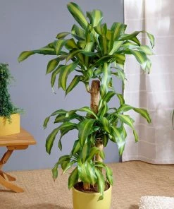 Brighter Blooms House & Patio Dracaena Corn Plant