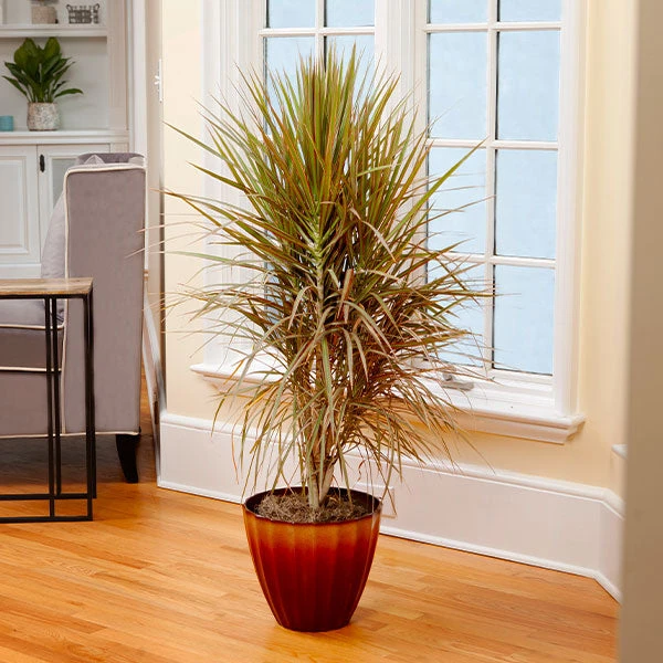 Brighter Blooms Bi-Color Dracaena Plant House & Patio 1 Brighter Blooms Bi-Color Dracaena Plant House & Patio