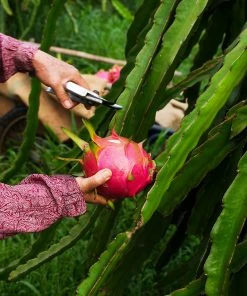 Brighter Blooms Dragon Fruit Cactus SHOP ALL