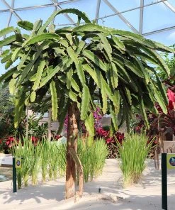 Brighter Blooms Dragon Fruit Cactus SHOP ALL